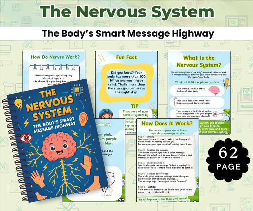 The Nervous System: The Body’s Smart Message Highway