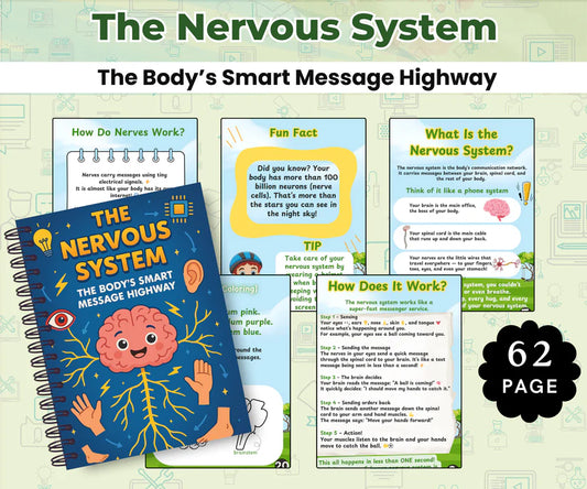 The Nervous System: The Body’s Smart Message Highway